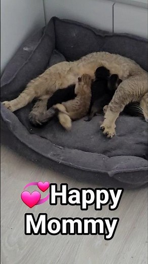 Mommy #cat breastfeeding 💞