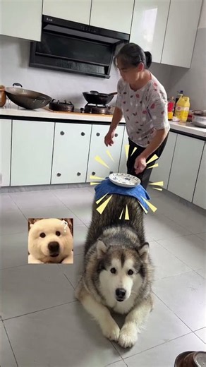 This dog pretends to be a table