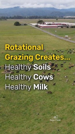 Grass-Fed Dairy Cows: Rotational Grazing Method #regenerativeagriculture #organicfarming #grassfed