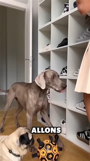 Quand le petit ami arrive, tout devient chaos 😂 #shortvideo