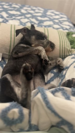 After her bedtime massage, Nora snoring like a tiny tired grandpa. You give her a little nudge—she just snorts and sleeps even deeper, living her best lazy life.#miniatureschnauzer