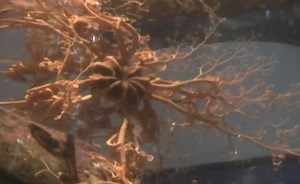 Mysterious 'Sea Alien' Identified as Basket Star (Video)