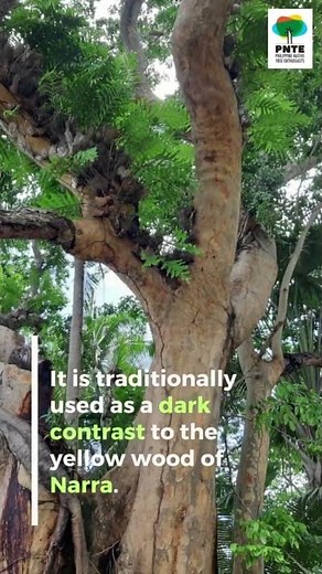 PHILIPPINE NATIVE TREE: IPIL #agarwood #nature #lifeisbutadream