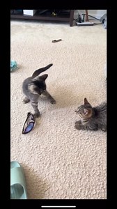 Armless cat tries to fight 😂 #fredoontv #funny #comedy #jokes #reels #reaction #relatable | Vantoan Piano