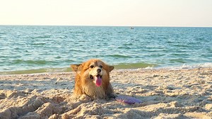 Corgi dog enjoying the beach - Free Stock Video