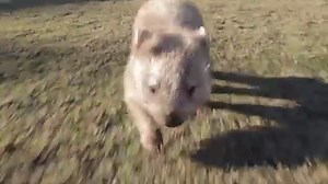 Most wombats can run around 40km/hr... Millie is currently in training to beat that record. Symbio Wildlife Park | Australia.com