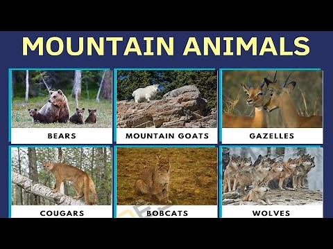 English Vocabulary: Mountain Animals (Animals that Live in the Mountain)