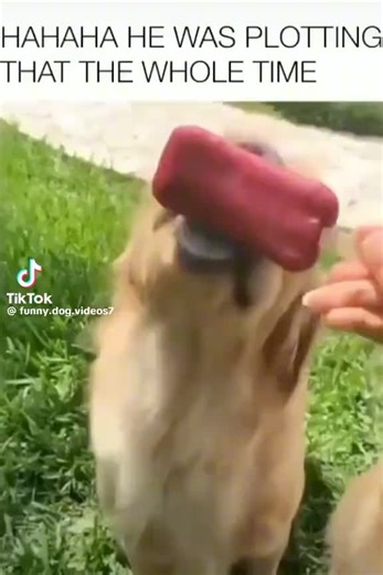 Funny Dogs.. #anime #dogs