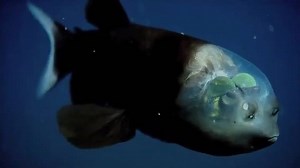 86K views · 2.1K reactions | The Barreleye fish, also known as the spook fish, has a completely transparent head. | Inverse | Facebook