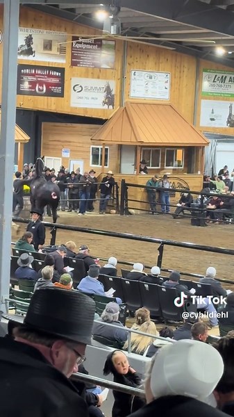 Impressive Percheron Sells for $65,000 at Indiana Auction
