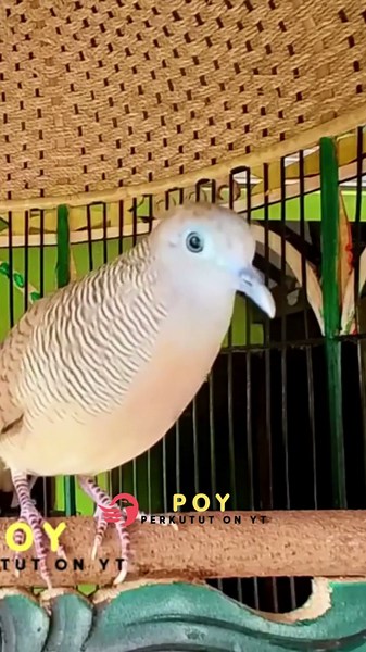 Zebra Dove Call – Relaxing Bird Sounds 172 | #birds #birdsounds #birdsoundscape #birdsong #animals
