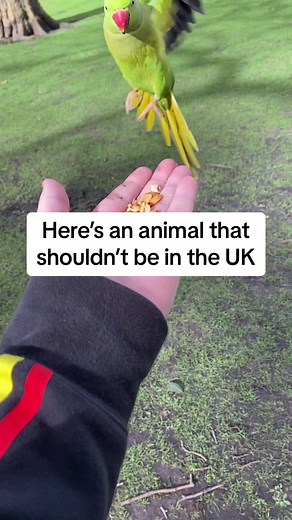 Ring-Necked Parakeets in London: A Colorful Surprise