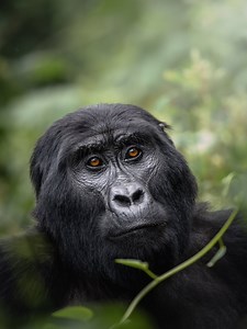 How Old Do You Have to Be to Go Gorilla Tracking?I once planned a trek for a 13-year-old, only to learn the rule: minimum age is 15. No exceptions. And if you’re sick—flu, cold—you won’t be allowed in. Frustrating at first, but it makes sense. It’s about protecting gorillas and trekkers alike.Plan your dream safari with our concierge team – the journey starts in our bio📧 info@gorilla-trekking-safari.com | gorillapathfinders@gmail.com🌍 gorilla-trekking-safari.com📲 WhatsApp: 256771204207 | Chat