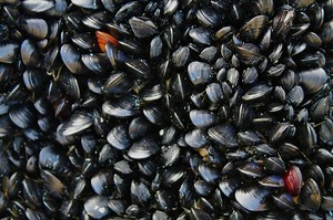 Non-Toxic Underwater Adhesive Inspired by Mussels — Innovation — AskNature