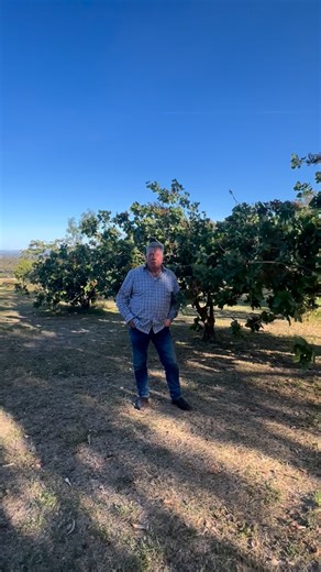 Keith Edwards on Instagram: "If you have lots of low temperatures and even frosts in Winter, then the complete opposite in Summer, with long hot and dry days, then these are the perfect nut trees for you. Pistachios require a male pollinator and one will be fine with about six female trees. A great looking tree and, once they get going, they are highly productive. This is Pistacia Vera not the commonly sold Pistacia chinensis which is decorative."