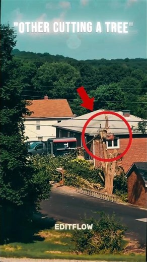 cutting big trees impressive skills