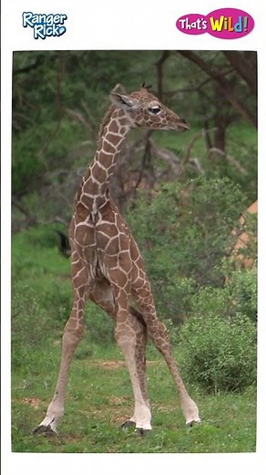 How tall are baby giraffes? #animalsforkids #kidslearning #animalfacts #giraffe #babyanimals