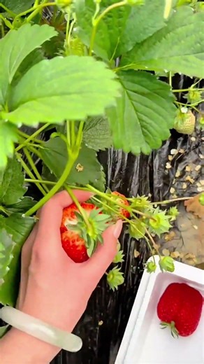 picking fresh ripe strawberries from the plant using fingers carefully and placing them into
