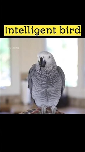 The Smartest Talking Bird in the World 😲🦜 #shorts
