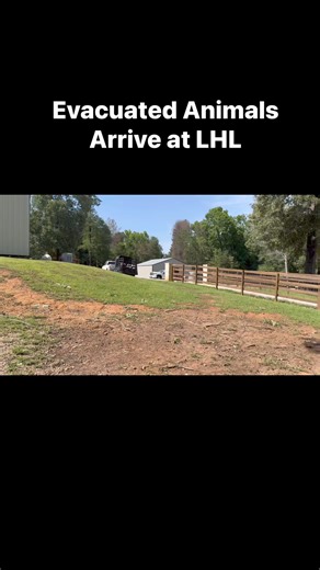 The load of minis arrived via Uncle Dan #minis #motleycrue #animals #flood | From Suits to Boots