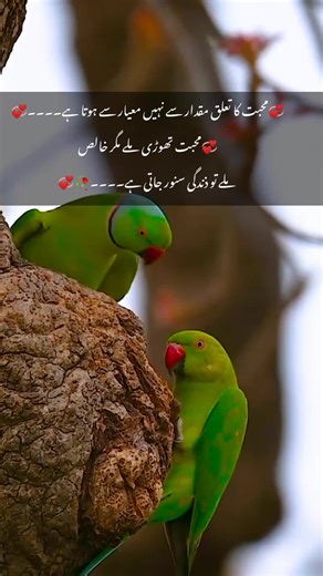 Engaging Moments of Green Parrots in Nature
