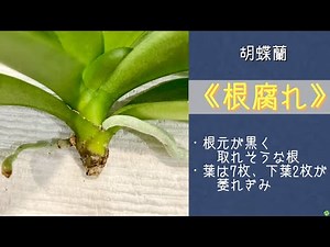 December 11, 2023 Phalaenopsis orchid (root rot). One of the two remaining orchids has a root cro...