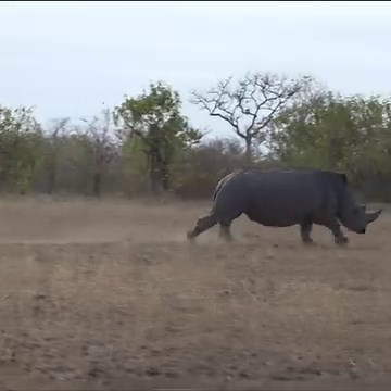 211K views · 1.2K reactions | A big white rhino bull chases a young male away from a family group! #robtheranger #natureismetal | Rob The Ranger Wildlife Videos | Facebook