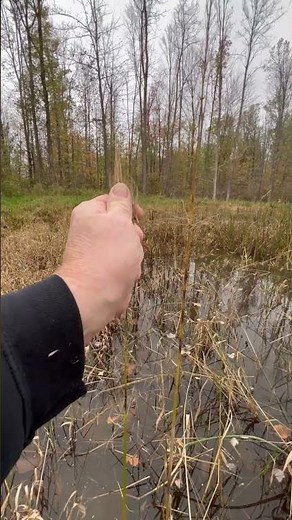 Wild Rice Harvest…a habitat project