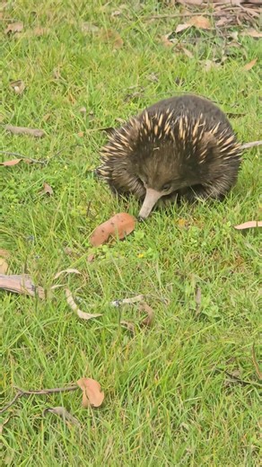 Meet Esme, one of our amazing echidnas here at the garden. Did you know that due to their low body temperature, echidnas can live up to 50 years in captivity and 45 years in the wild, making them one of the longest-living mammals 😯🥰 And to think we have at least half a dozen of them roaming around here at EVRG! How lucky are we! | Emu Valley Rhododendron Garden