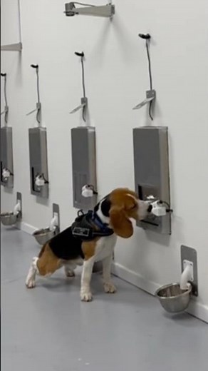 How Dogs Detect Cancer #goodtoknow #vet #medicine #funfacts #lifehacks #educational #veterinarian