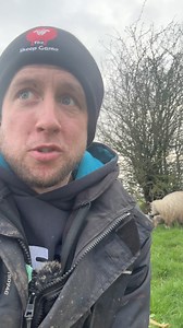Landward is back! Available to catch up on iplayer and should be on Britbox in the USA about a week later. I’m on Out Of Doors with Rachel and Mark tomorrow from 6.30 am on BBC Radio Scotland. I usually listen on BBC Sounds app while doing my rounds 😁 | The Sheep Game