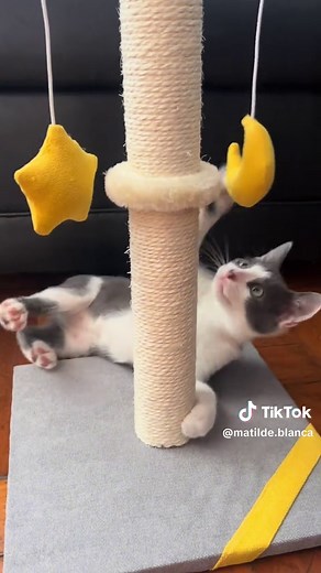 Exploring Pinocchio: Songs and Versions