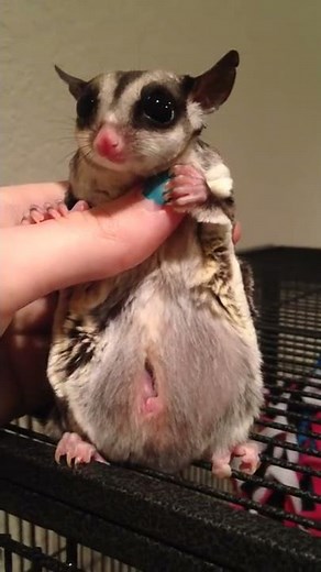 Sugar Glider Joeys In Pouch
