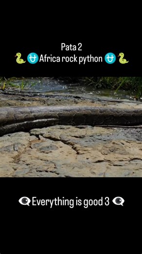 👁️‍🗨️ Everything is good 3 👁️‍🗨️ on Instagram: "African rock python ⛎🐍⛎🐍⛎ #rockpython #instagram #trending #world #snake"