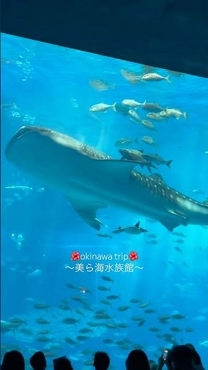 沖縄🌺美ら海水族館#沖縄 #美ら海水族館 #水族館 #旅行 #海 #観光地 #沖縄旅行 #旅 #観光スポット #okinawa #trip #国内旅行 #ジンベイザメ #japan #vlog