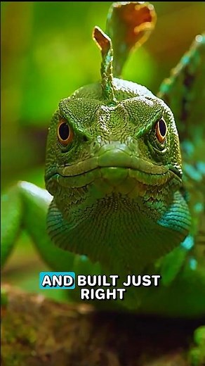 The Lizard That Runs on Water