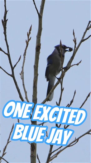 Beautiful Winter Bird in a Tree on Backyard Bird Feeder Cam #birds #nature #wildlife #bird