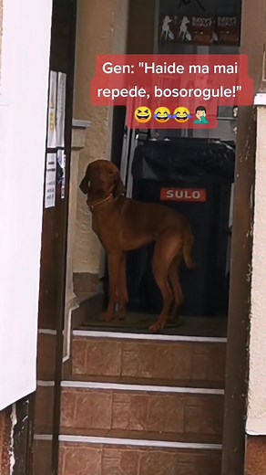 Hai la Veterinar 😁🙌 #vet #viatacubuddy #razvan_baicoieanu #romania #tiktokromania #buddyguarzii