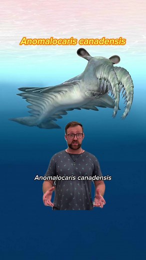 Until now, Cambrian apex predator Anomalocaris canadensis, had been thought to be responsible for some of the scarred and crushed trilobite exoskeletons paleontologists have found in the fossil record. But findings from a study led by Russell Bicknell, a postdoctoral researcher in the Museum’s Division of Paleontology, suggests otherwise! Read more about this ancient animal—whose name means “weird shrimp from Canada” in Latin—in our profile!