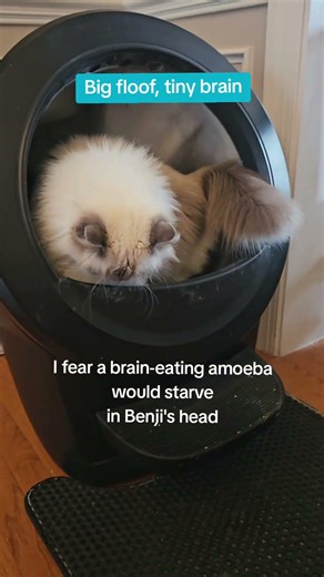 I was cleaning the litter boxes and looked up to find Benji using one