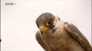 Lâcher son faucon au bord d'une nationale