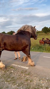 21K reactions · 1.1K shares | ✨Cum vin gagicile la Taiwan  #Horseriding #horses #horsesofinstagram #horsepower #horselife #horsegirl #riding #equestrian #equine #equestrianlife #animals #animallover #love #loveanimals #taiwan #romania #america #stallion #cavalo #caballos #reelsvideoシ #reelsfypシ #videoviral #videoreels @reper | Delia Patulea | Facebook