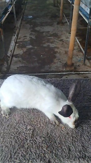 siapan hyla #kelinci #rabbit #dinarayafarm | Dinaraya