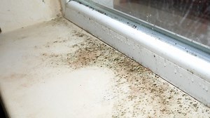 When to worry about mold growing in your home