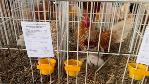 11 reactions | Aproape 500 de păsări și animale mici de rasă mai pot fi admirate azi la Albești! Găini, porumbei, iepuri, păsări exotice, dar și păuni și bibilici îi așteaptă pe cei mici și mari la această expoziție specială. Un eveniment colorat, pe placul tuturor. Din inimă, Transilvania ❤️ Mulțumim @razvanoachis pentru video! | Fundatia Adept Transilvania | Facebook