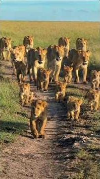 The Great Rongai Pride of Maasai Mara National Reserve | Travins World