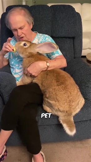 1.6K views · 17 reactions | The LARGEST Rabbit In The World!  Do You Want One #cats #catsof #animals #dogs #dogsoftiktok #animalsoftiktok #fyp #animals #cat #dog #pet #petlovers #FurryFriends #cuteanimals #catlover #doglover #PetAdventures #animalrescue #petcare #pawprint #adoptdontshop #petphotography #AnimalFriendship #petlife #kittylover #puppylove #space #animallover #deals #mobilepayment | Li Fixora | Facebook