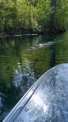331K views · 4.9K reactions | Kayaking in Florida just hits different. Would any of you go kayaking or paddleboarding in areas where there are alligators?  Joshua Swander #alligator #kayaking #kayak #paddleboarding #gator #reptile #floridaonatankful #florida #floridalife #viralvideo #ehp #evergladesholidaypark #friday #friyay | Everglades Holiday Park | Facebook