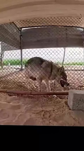 هروب الذئب البري من السلاسل