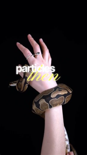 Snakes Tongue Secrets Revealed